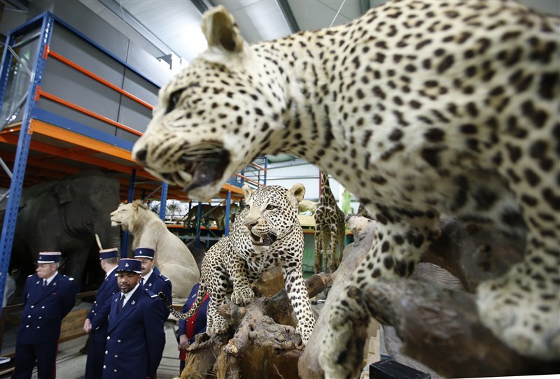 French customs, who seized seven stuffed animals including leopards and lions in 2015. French customs seize stuffed animals,French customs seize animals,Lions,leopards seized,Lions,leopards seized in French,Museum of Natural History,Lions,leopards,French customs