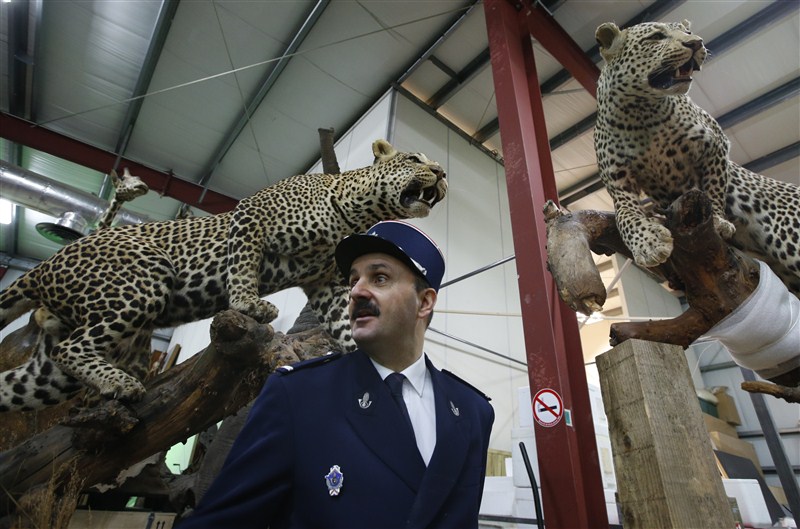French customs, who seized seven stuffed animals including leopards and lions in 2015. French customs seize stuffed animals,French customs seize animals,Lions,leopards seized,Lions,leopards seized in French,Museum of Natural History,Lions,leopards,French customs