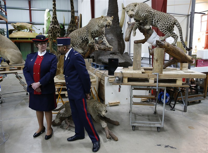 French customs, who seized seven stuffed animals including leopards and lions in 2015. French customs seize stuffed animals,French customs seize animals,Lions,leopards seized,Lions,leopards seized in French,Museum of Natural History,Lions,leopards,French customs