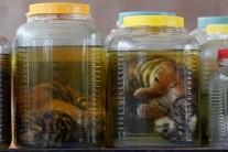 Wildlife authorities found tiger cub carcasses frozen and in jars in Thailand's infamous Tiger Temple as they removed live animals in response to international pressure over suspected trafficking and abuse.