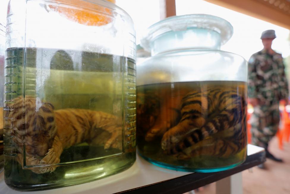 Wildlife authorities found tiger cub carcasses frozen and in jars in Thailand's infamous Tiger Temple as they removed live animals in response to international pressure over suspected trafficking and abuse. Thailand Tiger Temple,Tiger Temple,thailand tiger temple raid,Tiger Temple raid,Dead cubs,Dead tiger cubs,tiger cub,Raiding the Tiger Temple,Tiger Temple Raiding,Buddhist tiger temple,Thai Tiger Temple