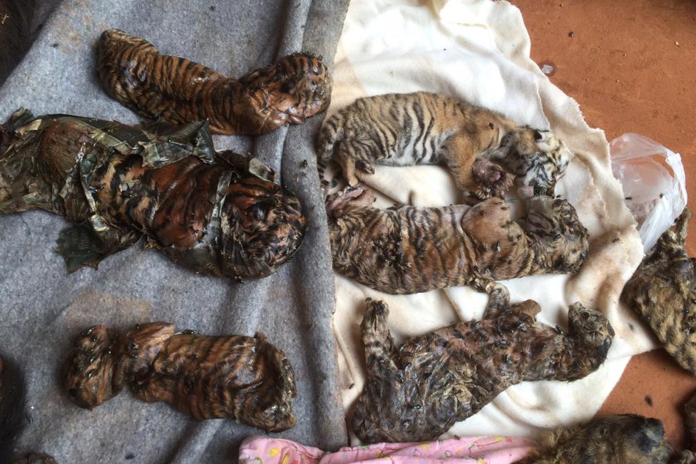 Wildlife authorities found tiger cub carcasses frozen and in jars in Thailand's infamous Tiger Temple as they removed live animals in response to international pressure over suspected trafficking and abuse. Thailand Tiger Temple,Tiger Temple,thailand tiger temple raid,Tiger Temple raid,Dead cubs,Dead tiger cubs,tiger cub,Raiding the Tiger Temple,Tiger Temple Raiding,Buddhist tiger temple,Thai Tiger Temple