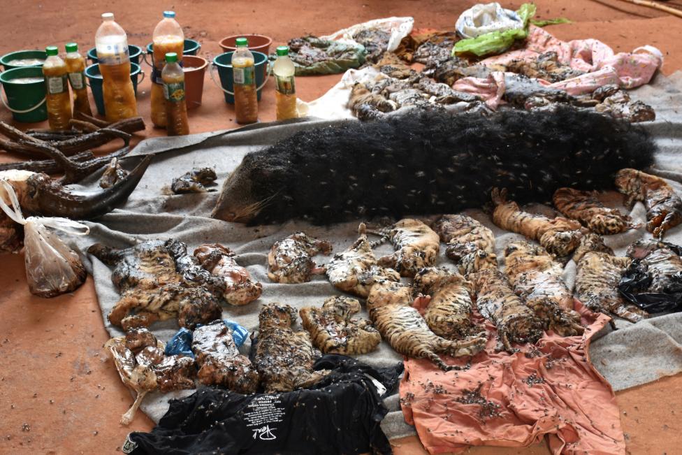Wildlife authorities found tiger cub carcasses frozen and in jars in Thailand's infamous Tiger Temple as they removed live animals in response to international pressure over suspected trafficking and abuse. Thailand Tiger Temple,Tiger Temple,thailand tiger temple raid,Tiger Temple raid,Dead cubs,Dead tiger cubs,tiger cub,Raiding the Tiger Temple,Tiger Temple Raiding,Buddhist tiger temple,Thai Tiger Temple