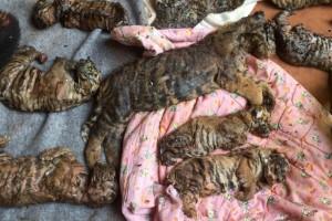 Thailand Tiger Temple,Tiger Temple,thailand tiger temple raid,Tiger Temple raid,Dead cubs,Dead tiger cubs,tiger cub,Raiding the Tiger Temple,Tiger Temple Raiding,Buddhist tiger temple,Thai Tiger Temple