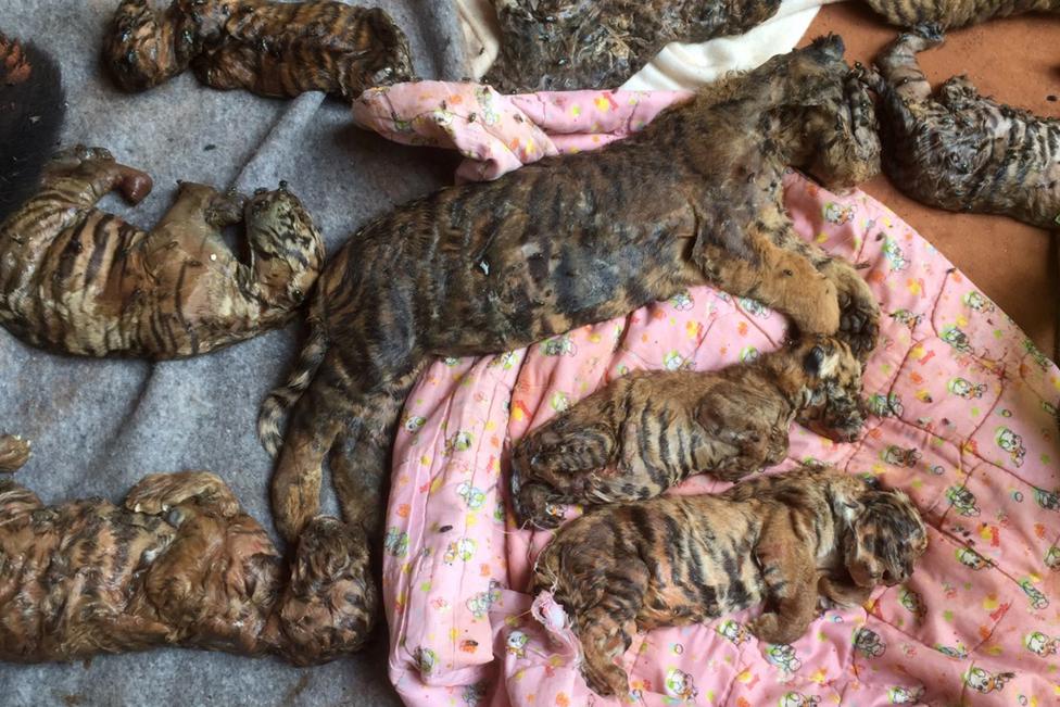 Wildlife authorities found tiger cub carcasses frozen and in jars in Thailand's infamous Tiger Temple as they removed live animals in response to international pressure over suspected trafficking and abuse. Thailand Tiger Temple,Tiger Temple,thailand tiger temple raid,Tiger Temple raid,Dead cubs,Dead tiger cubs,tiger cub,Raiding the Tiger Temple,Tiger Temple Raiding,Buddhist tiger temple,Thai Tiger Temple