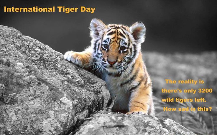 International Tiger Day 2016: Quotes, picture messages to share. International Tiger Day,International Tiger Day 2016,Tiger Day,Tiger Day 2016,World Tiger Day 2016,Tiger Day quotes,Tiger Day wishes,Tiger Day greetings