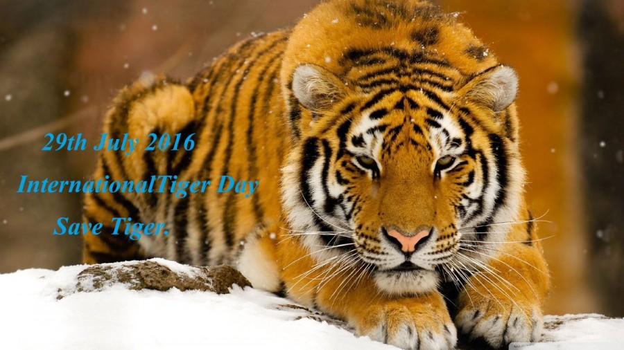 International Tiger Day 2016: Quotes, picture messages to share. International Tiger Day,International Tiger Day 2016,Tiger Day,Tiger Day 2016,World Tiger Day 2016,Tiger Day quotes,Tiger Day wishes,Tiger Day greetings