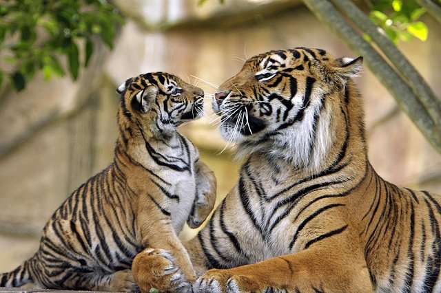 International Tiger Day 2016: Quotes, picture messages to share. International Tiger Day,International Tiger Day 2016,Tiger Day,Tiger Day 2016,World Tiger Day 2016,Tiger Day quotes,Tiger Day wishes,Tiger Day greetings