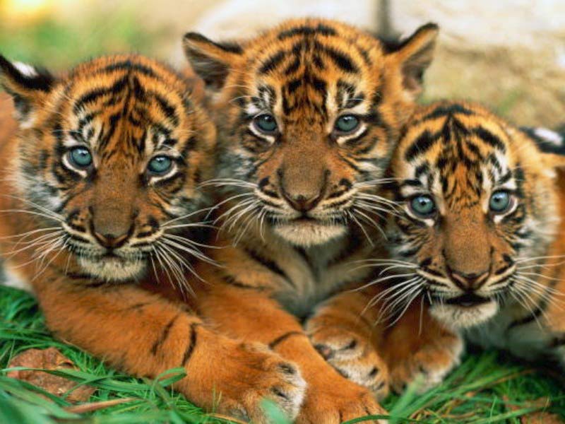International Tiger Day 2016: Quotes, picture messages to share. International Tiger Day,International Tiger Day 2016,Tiger Day,Tiger Day 2016,World Tiger Day 2016,Tiger Day quotes,Tiger Day wishes,Tiger Day greetings