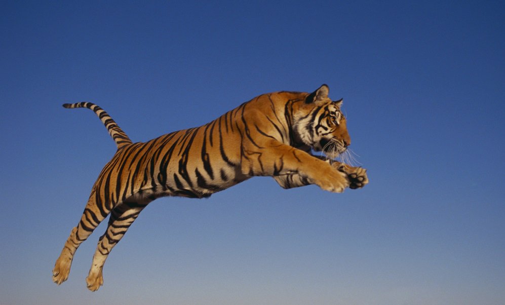 International Tiger Day 2016: Quotes, picture messages to share. International Tiger Day,International Tiger Day 2016,Tiger Day,Tiger Day 2016,World Tiger Day 2016,Tiger Day quotes,Tiger Day wishes,Tiger Day greetings