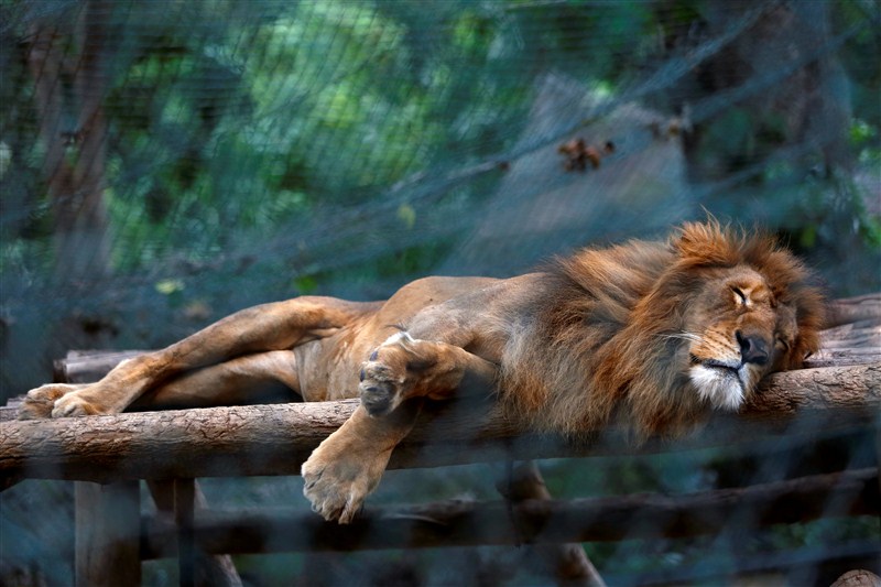 Some 50 animals have starved to death in the last six months at one of Venezuela's main zoos due to chronic food shortages that have plagued the crisis-stricken South American nation. Venezuela's hungry zoo animals,hungry zoo animals,Venezuela zoo animals,chronic food shortages,Venezuela zoo,Venezuela zoo animal