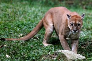 Venezuela's hungry zoo animals,hungry zoo animals,Venezuela zoo animals,chronic food shortages,Venezuela zoo,Venezuela zoo animal