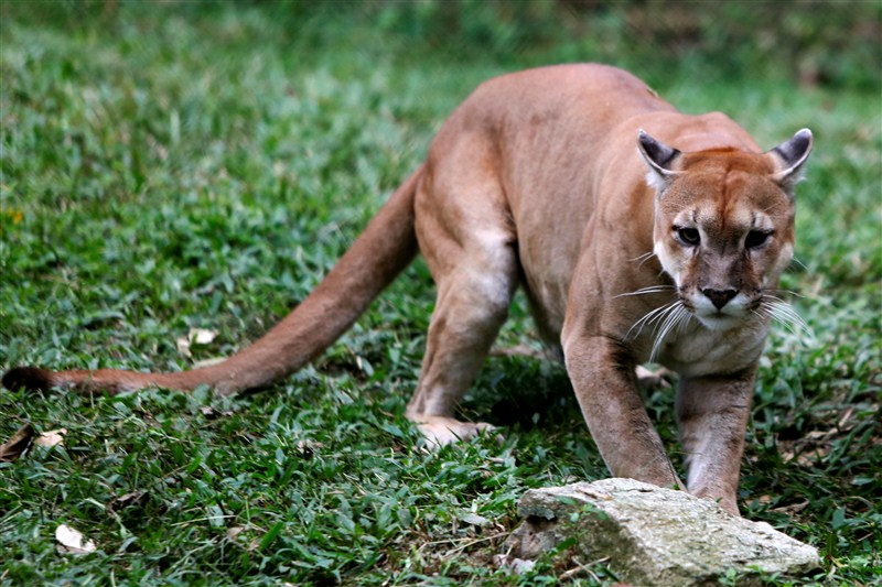 Some 50 animals have starved to death in the last six months at one of Venezuela's main zoos due to chronic food shortages that have plagued the crisis-stricken South American nation. Venezuela's hungry zoo animals,hungry zoo animals,Venezuela zoo animals,chronic food shortages,Venezuela zoo,Venezuela zoo animal