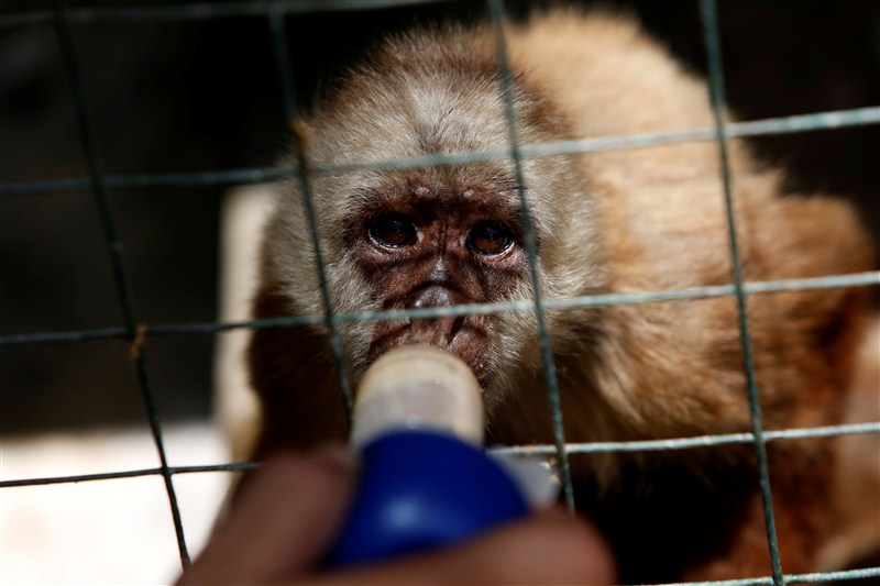 Some 50 animals have starved to death in the last six months at one of Venezuela's main zoos due to chronic food shortages that have plagued the crisis-stricken South American nation. Venezuela's hungry zoo animals,hungry zoo animals,Venezuela zoo animals,chronic food shortages,Venezuela zoo,Venezuela zoo animal
