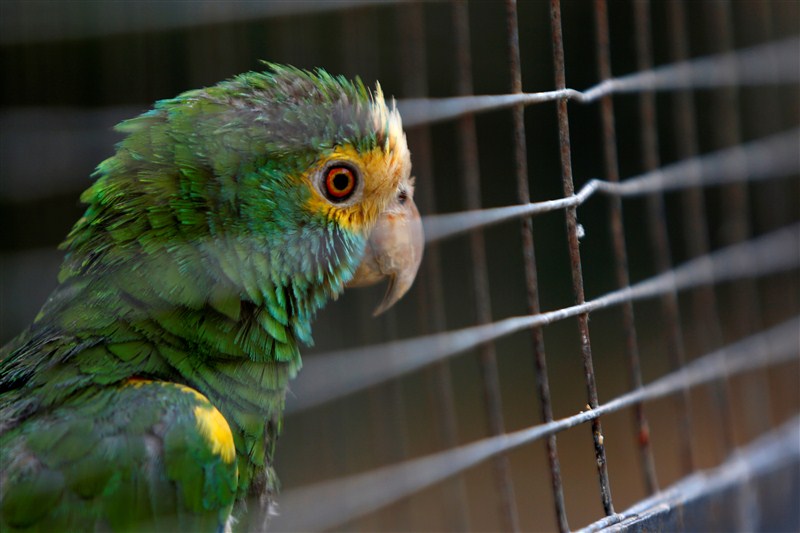 Some 50 animals have starved to death in the last six months at one of Venezuela's main zoos due to chronic food shortages that have plagued the crisis-stricken South American nation. Venezuela's hungry zoo animals,hungry zoo animals,Venezuela zoo animals,chronic food shortages,Venezuela zoo,Venezuela zoo animal