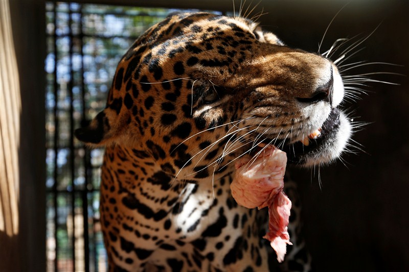 Some 50 animals have starved to death in the last six months at one of Venezuela's main zoos due to chronic food shortages that have plagued the crisis-stricken South American nation. Venezuela's hungry zoo animals,hungry zoo animals,Venezuela zoo animals,chronic food shortages,Venezuela zoo,Venezuela zoo animal