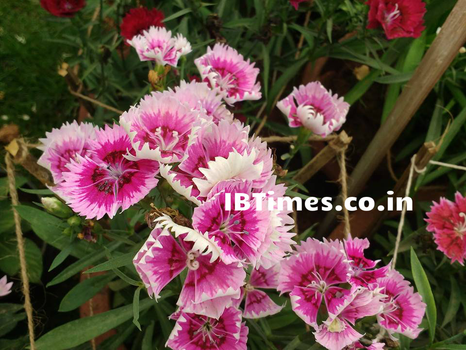 Independence Day 2016: Every year on Independence Day and Republic day, flower shows are organized at the Lalbagh Botanical Garden in Bangalore. Independence Day 2016,Independence Day,Independence Day special,70th Independence Day,Lalbagh Flower Show,Lalbagh Flower Show 2016,Lalbagh Flower Show pics,Lalbagh Flower Show images,Lalbagh Flower Show photos,Lalbagh Flower Show stills,Lalbagh Flower Sho