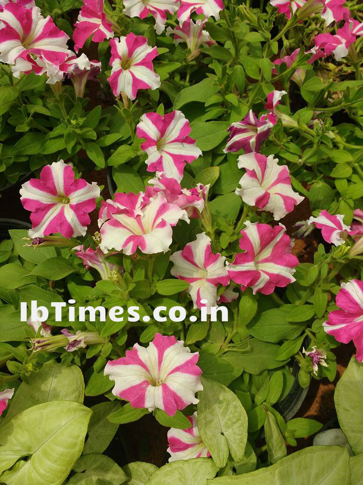 Independence Day 2016: Every year on Independence Day and Republic day, flower shows are organized at the Lalbagh Botanical Garden in Bangalore. Independence Day 2016,Independence Day,Independence Day special,70th Independence Day,Lalbagh Flower Show,Lalbagh Flower Show 2016,Lalbagh Flower Show pics,Lalbagh Flower Show images,Lalbagh Flower Show photos,Lalbagh Flower Show stills,Lalbagh Flower Sho
