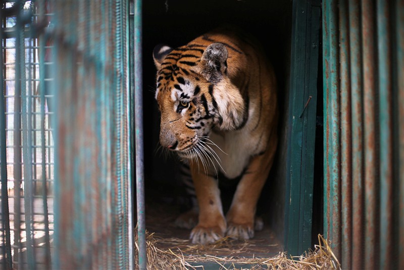 The last survivors of a Gaza zoo, where dozens of animals died of starvation and children petted stuffed carcasses, left for a sanctuary outside the Palestinian territory. Worst zoo in the world,Worst zoo,Gaza zoo,Palestinian territory,Worst zoo in World,animals died