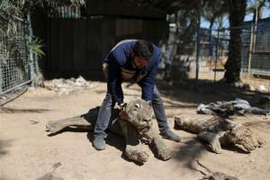 Worst zoo in the world,Worst zoo,Gaza zoo,Palestinian territory,Worst zoo in World,animals died