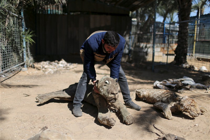 The last survivors of a Gaza zoo, where dozens of animals died of starvation and children petted stuffed carcasses, left for a sanctuary outside the Palestinian territory. Worst zoo in the world,Worst zoo,Gaza zoo,Palestinian territory,Worst zoo in World,animals died