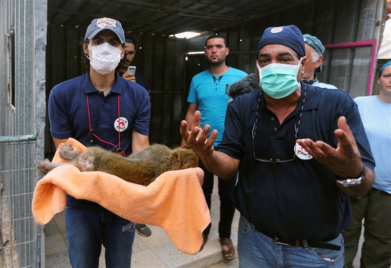 The last survivors of a Gaza zoo, where dozens of animals died of starvation and children petted stuffed carcasses, left for a sanctuary outside the Palestinian territory. Worst zoo in the world,Worst zoo,Gaza zoo,Palestinian territory,Worst zoo in World,animals died