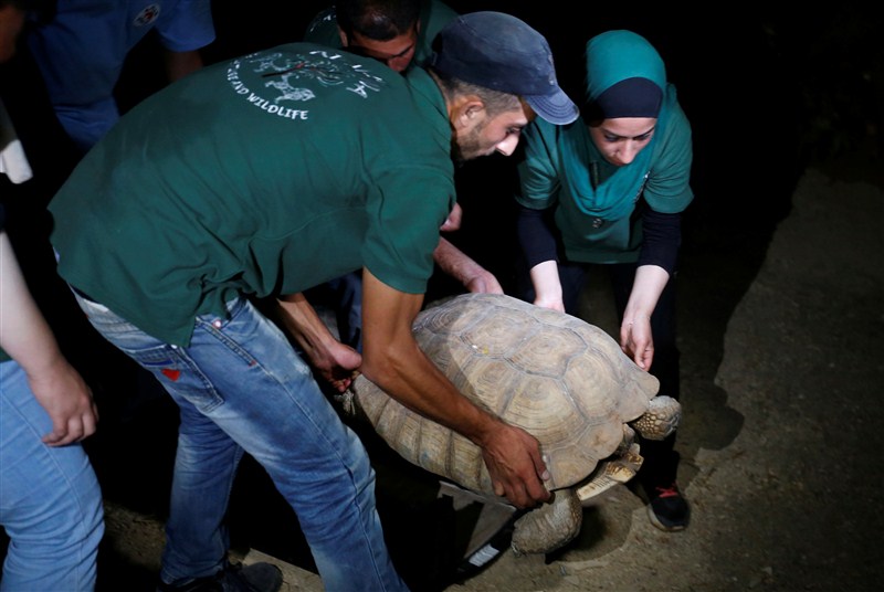 The last survivors of a Gaza zoo, where dozens of animals died of starvation and children petted stuffed carcasses, left for a sanctuary outside the Palestinian territory. Worst zoo in the world,Worst zoo,Gaza zoo,Palestinian territory,Worst zoo in World,animals died