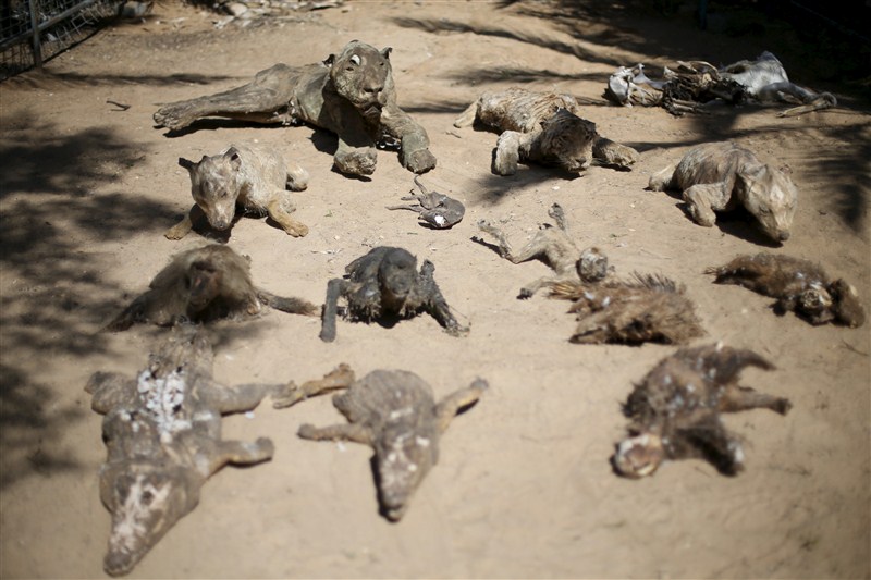 The last survivors of a Gaza zoo, where dozens of animals died of starvation and children petted stuffed carcasses, left for a sanctuary outside the Palestinian territory. Worst zoo in the world,Worst zoo,Gaza zoo,Palestinian territory,Worst zoo in World,animals died