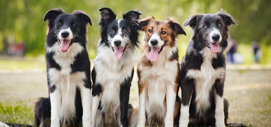 Happy International Dogs day 2016: Quotes, Cute Pictures to celebrate Man's Best Friend Happy International Dogs day,Happy International Dogs day 2016,International Dogs day,International Dogs day quotes,International Dogs day wishes,International Dogs day greetings,cute Dogs,International Dogs day pics,International Dogs day images,Internat