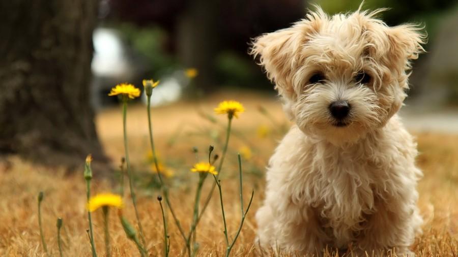 Happy International Dogs day 2016: Quotes, Cute Pictures to celebrate Man's Best Friend Happy International Dogs day,Happy International Dogs day 2016,International Dogs day,International Dogs day quotes,International Dogs day wishes,International Dogs day greetings,cute Dogs,International Dogs day pics,International Dogs day images,Internat