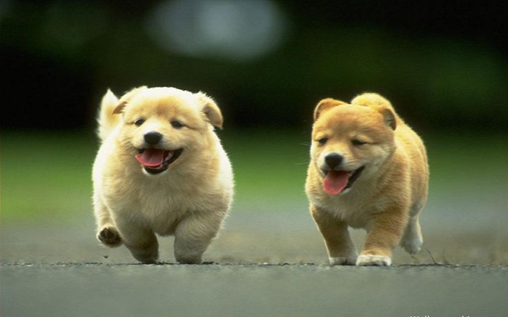 Happy International Dogs day 2016: Quotes, Cute Pictures to celebrate Man's Best Friend Happy International Dogs day,Happy International Dogs day 2016,International Dogs day,International Dogs day quotes,International Dogs day wishes,International Dogs day greetings,cute Dogs,International Dogs day pics,International Dogs day images,Internat
