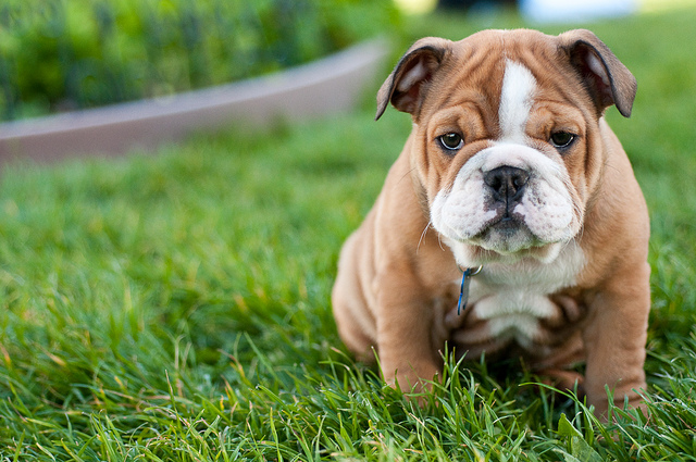 Happy International Dogs day 2016: Quotes, Cute Pictures to celebrate Man's Best Friend Happy International Dogs day,Happy International Dogs day 2016,International Dogs day,International Dogs day quotes,International Dogs day wishes,International Dogs day greetings,cute Dogs,International Dogs day pics,International Dogs day images,Internat