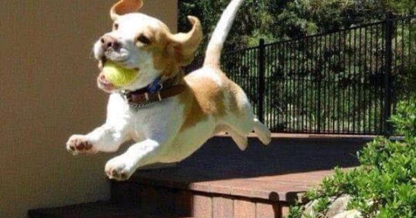 Happy International Dogs day 2016: Quotes, Cute Pictures to celebrate Man's Best Friend Happy International Dogs day,Happy International Dogs day 2016,International Dogs day,International Dogs day quotes,International Dogs day wishes,International Dogs day greetings,cute Dogs,International Dogs day pics,International Dogs day images,Internat