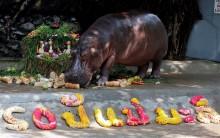 A female hippopotamus named 
