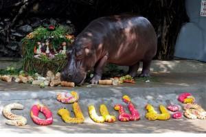 Hippopotamus Mali,Mali celebrates 50th Birthday,Hippopotamus celebrates 50th Birthday,Mali birthday,Mali birthday pics,Mali birthday images,Mali birthday photos,Mali birthday stills,Mali birthday pictures