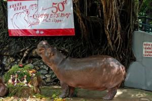 Hippopotamus Mali,Mali celebrates 50th Birthday,Hippopotamus celebrates 50th Birthday,Mali birthday,Mali birthday pics,Mali birthday images,Mali birthday photos,Mali birthday stills,Mali birthday pictures