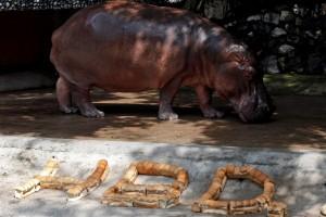 Hippopotamus Mali,Mali celebrates 50th Birthday,Hippopotamus celebrates 50th Birthday,Mali birthday,Mali birthday pics,Mali birthday images,Mali birthday photos,Mali birthday stills,Mali birthday pictures