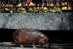 Hippopotamus Mali,Mali celebrates 50th Birthday,Hippopotamus celebrates 50th Birthday,Mali birthday,Mali birthday pics,Mali birthday images,Mali birthday photos,Mali birthday stills,Mali birthday pictures