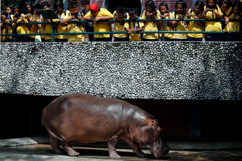A female hippopotamus named Hippopotamus Mali,Mali celebrates 50th Birthday,Hippopotamus celebrates 50th Birthday,Mali birthday,Mali birthday pics,Mali birthday images,Mali birthday photos,Mali birthday stills,Mali birthday pictures