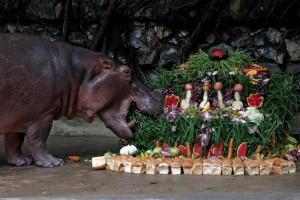 Hippopotamus Mali,Mali celebrates 50th Birthday,Hippopotamus celebrates 50th Birthday,Mali birthday,Mali birthday pics,Mali birthday images,Mali birthday photos,Mali birthday stills,Mali birthday pictures