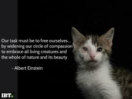 World Animal Day 2016,World Animal Day,World Animal Day quotes,World Animal Day greetings,World Animal Day posters,World Animal Day pics,World Animal Day images,World Animal Day stills,World Animal Day pictures,World Animal Day sayings