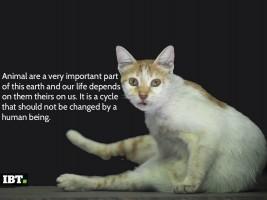 World Animal Day 2016,World Animal Day,World Animal Day quotes,World Animal Day greetings,World Animal Day posters,World Animal Day pics,World Animal Day images,World Animal Day stills,World Animal Day pictures,World Animal Day sayings