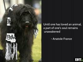 World Animal Day 2016,World Animal Day,World Animal Day quotes,World Animal Day greetings,World Animal Day posters,World Animal Day pics,World Animal Day images,World Animal Day stills,World Animal Day pictures,World Animal Day sayings