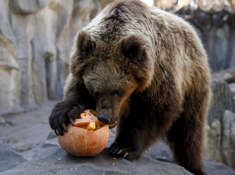 A bear eats a pumpkin during Halloween celebrations at a zoo in Kiev, Ukraine. Halloween,Animals with pumpkins,Animals play with pumpkins,Halloween pumpkins