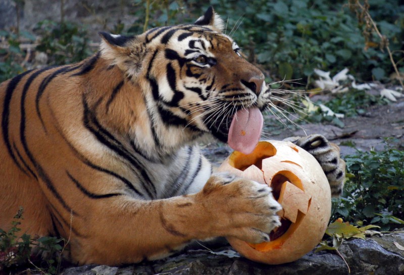 A tiger eats a pumpkin during Halloween celebrations at a zoo in Kiev, Ukraine. Halloween,Animals with pumpkins,Animals play with pumpkins,Halloween pumpkins
