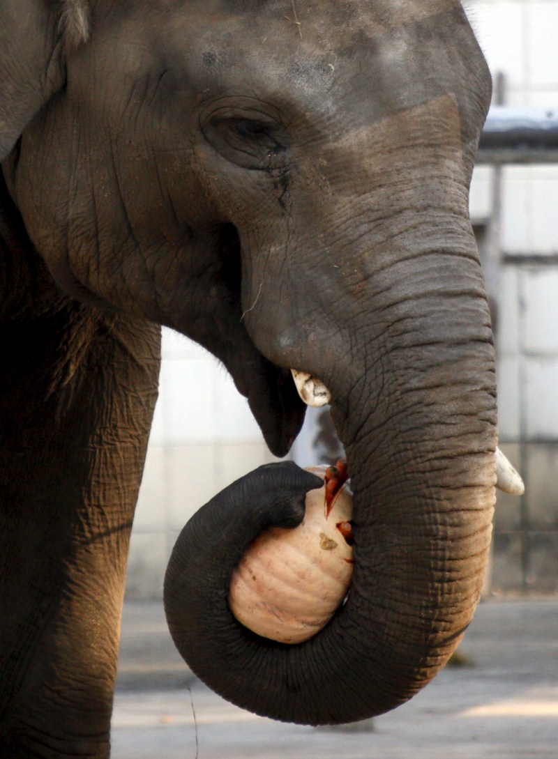 An elephant eats a pumpkin during Halloween celebrations at a zoo in Kiev, Ukraine. Halloween,Animals with pumpkins,Animals play with pumpkins,Halloween pumpkins