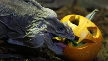 Halloween,Animals with pumpkins,Animals play with pumpkins,Halloween pumpkins