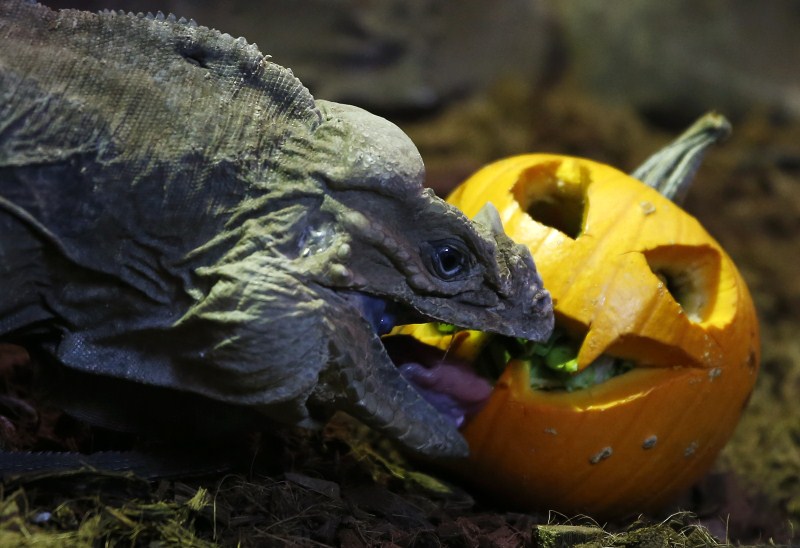 A rhinoceros iguana eats its food from inside a pumpkin during Halloween celebrations at Madrid Zoo. Halloween,Animals with pumpkins,Animals play with pumpkins,Halloween pumpkins