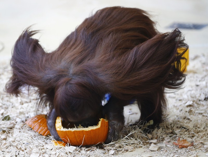 An orangutan eats a pumpkin during Halloween celebration in Tiergarten Schoenbrunn zoo in Vienna. Halloween,Animals with pumpkins,Animals play with pumpkins,Halloween pumpkins