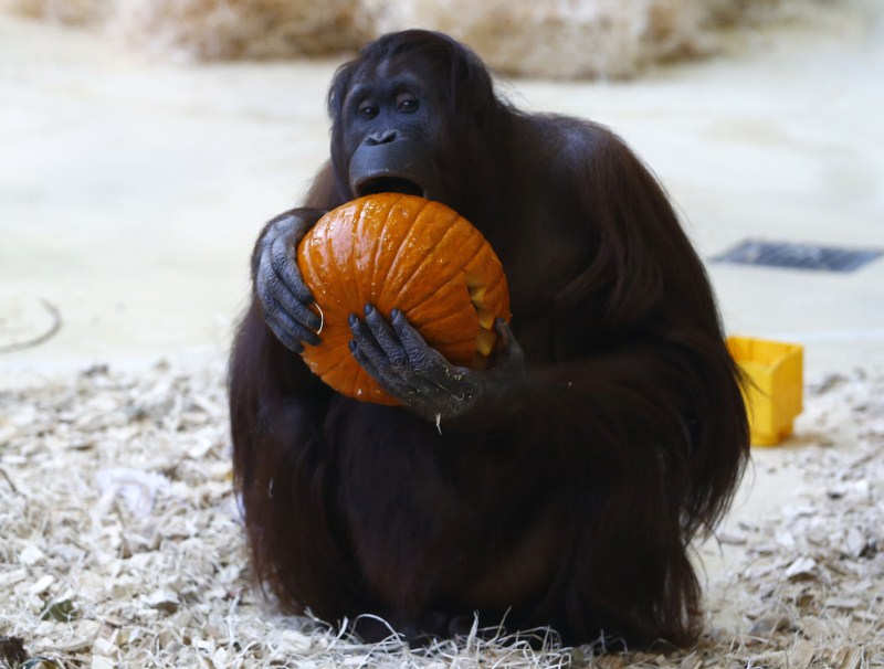 An orangutan eats a pumpkin during Halloween celebrations in the Tiergarten Schoenbrunn zoo in Vienna. Halloween,Animals with pumpkins,Animals play with pumpkins,Halloween pumpkins